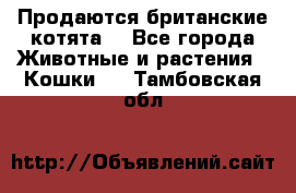 Продаются британские котята  - Все города Животные и растения » Кошки   . Тамбовская обл.